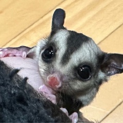 フクロモモンガ ベビー 各カラー‼️