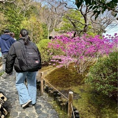 大阪城でお花見しませんか？🌸