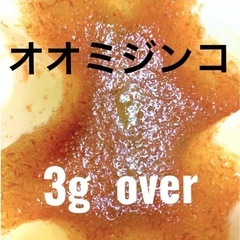 室内培養で安心　オオミジンコ 　３ｇ以上　プラス増量　大サービス...