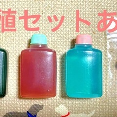 室内培養で安心　オオミジンコ 　３ｇ以上　プラス増量　大サービス中　　生き餌　産卵促進　メダカ　金魚　熱帯魚　稚魚　栄養食の画像