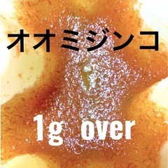 室内培養で安心　オオミジンコ 　１ｇ以上　プラス増量　大サービス...