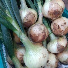 新玉ねぎ★100円野菜