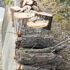 クヌギ 薪用の画像