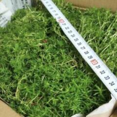 多肉植物　セダム　森村万年草