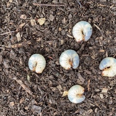 カブトムシ幼虫 お譲りします。