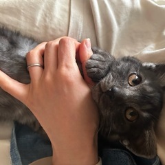 受付終了　保護した仔猫の里親募集（クロトラ柄の男の子）