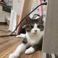 早めの引き取り希望一歳ぐらいかなぁオス猫です