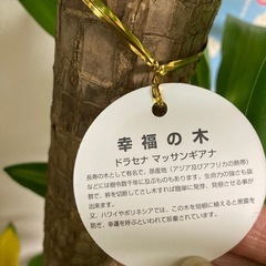 観葉植物　ドラセナマッサンギアナ　今月までの画像