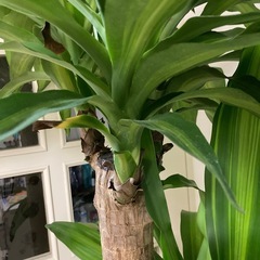 観葉植物　ドラセナマッサンギアナ　今月までの画像