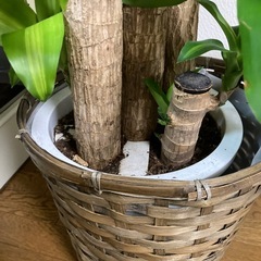 観葉植物　ドラセナマッサンギアナ　今月までの画像