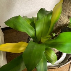 観葉植物　ドラセナマッサンギアナ　今月までの画像