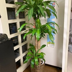観葉植物　ドラセナマッサンギアナ　今月まで