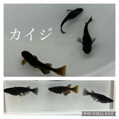 【nego_mdk】カイジメダカ20匹ぐらい