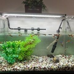 水槽セット