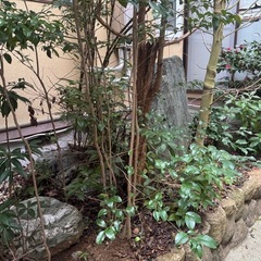 ⭐︎庭木と岩⭐︎日本庭園にどうぞ⭐︎10万円の 最高級の庭石の画像