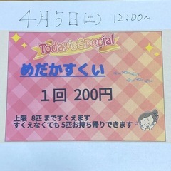 めだかすくい🐟1回200円