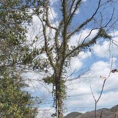 クヌギ 薪用の画像