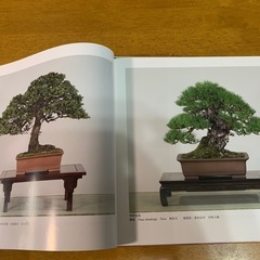 盆栽、国風盆栽展写真帳の画像