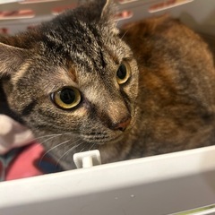 【お話し中】キジトラ　メス　慣れたらスリゴロ♡ - 猫