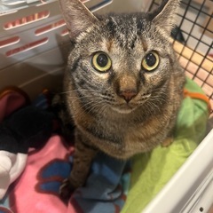【お話し中】キジトラ　メス　慣れたらスリゴロ♡ - 名古屋市