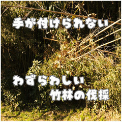 竹林伐採や管理地等の草刈り引き受けます