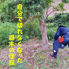 竹林伐採や管理地等の草刈り引き受けます - 剪定/造園