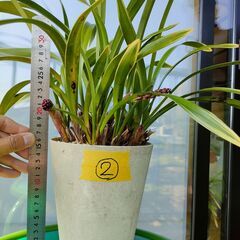 キンリョウヘン　ニホンミツバチ　誘引　②