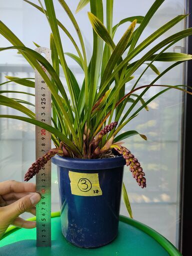 キンリョウヘン　ニホンミツバチ　誘引　③