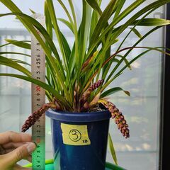 キンリョウヘン　ニホンミツバチ　誘引　③