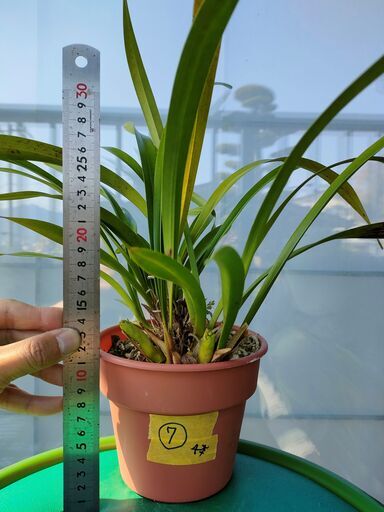 キンリョウヘン　ニホンミツバチ　誘引　⑦