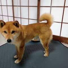 柴犬３歳オス