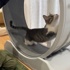 【組立済み】キャットホイールの画像