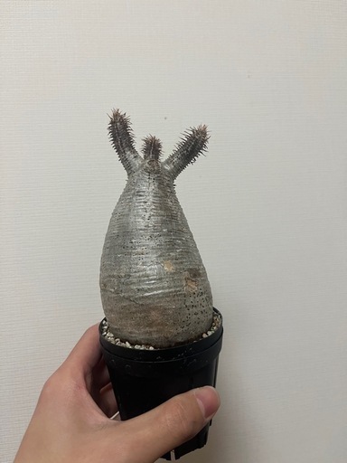 グラキリス現地球　発根・活着済み　塊根植物　ビザールプランツ