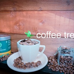 取引中❣️ 🪴コーヒーの木🪴　coffee tree  観葉植物...