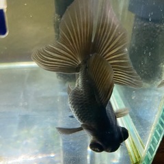 黒出目蝶尾 金魚