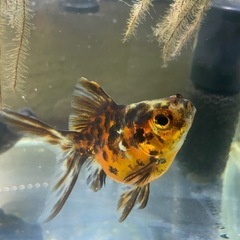 キャリコ 流金 金魚