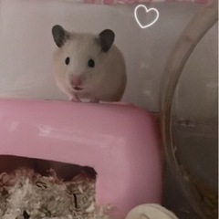 きんくまハムスター