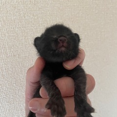 3／28生まれの子猫