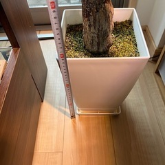 パキラ（大株）の画像