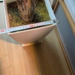 パキラ（大株）の画像