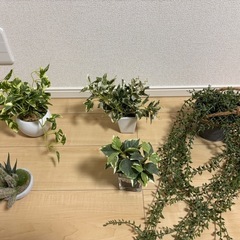 観葉植物5点セット