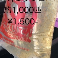 オオミジンコ約1,000匹