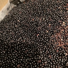 早い者勝ち‼️山椒　種　230g 8,000粒以上の画像