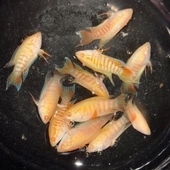 アルビノスネークスキンパラダイス幼魚セット