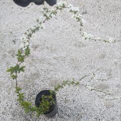 ユキヤナギ①の画像
