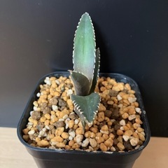 アガベ　チタノタ　海王　多肉植物　観葉植物の画像