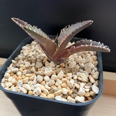アガベ　チタノタ　レッドキャットウィールズ　赤猫　多肉植物　観葉植物の画像