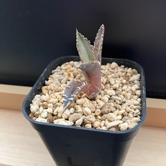 アガベ　チタノタ　レッドキャットウィールズ　赤猫　多肉植物　観葉植物の画像