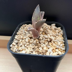 アガベ　チタノタ　レッドキャットウィールズ　赤猫　多肉植物　観葉植物の画像