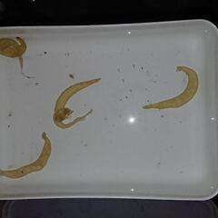 ヒダサンショウウオ 卵 卵嚢